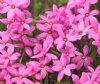 Rhodohypoxis Ruby G...