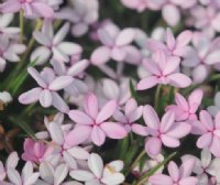 A broad petalled pale pink variety