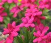 Show product details for Rhodohypoxis sarniensis