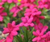 Rhodohypoxis sarnie...