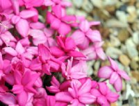 Strong growing deep pink flowers