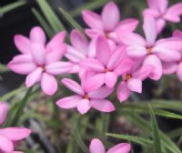 Slightly taller pink to red flowered hybrid.