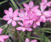 Show product details for Rhodohypoxis Summer Pink