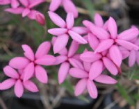 Good sized mid pink flowers.