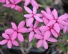 Show product details for Rhodohypoxis Sweety