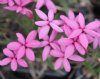 Rhodohypoxis Sweety