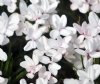 Show product details for Rhodohypoxis The Bride