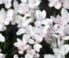 Rhodohypoxis The Bride