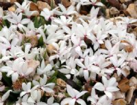 Small white to pale pink flowers