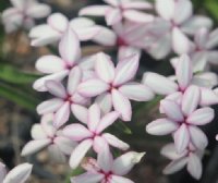 White with pink shading to the petals.