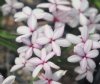 Rhodohypoxis Two Tone