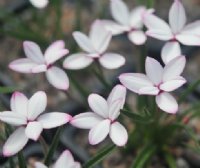 Nice white hybrid with pink edged petals.