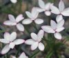 Rhodohypoxis Westac...