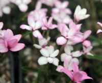 White and pink flowers.