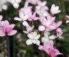 Rhodohypoxis Whisper