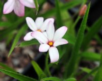 Strong cerise pink flowers