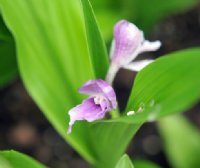 Pale lilac purple flowers looking like an orchid