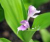 Show product details for Roscoea alpina KMcB1921