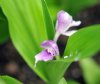 Roscoea alpina KMcB...