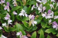 Big white flowers with a purple hint