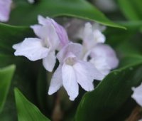 Big white flowers with a purple hint