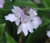 Show product details for Roscoea alpina f. pallida