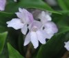 Roscoea alpina f. p...