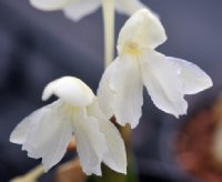 Big creamy-yellow flowers