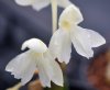 Show product details for Roscoea humeana Lutea Pale Form