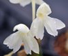 Roscoea humeana Lut...