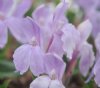 Show product details for Roscoea humeana McBeaths Pink