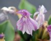 Show product details for Roscoea humeana Purpuratus