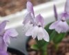 Show product details for Roscoea humeana Semi Alba