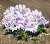 Show product details for Roscoea humeana Silverwells Pink