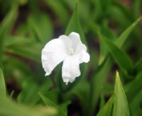 Cleanest white orchid like flowers.