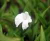 Show product details for Roscoea nepalensis