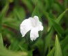 Roscoea nepalensis