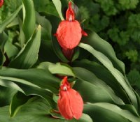 Gorgeous crimson red flowers