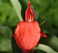 Gorgeous crimson red flowers