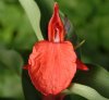Show product details for Roscoea purpurea Red Gurkha
