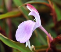 Lavender flowers and attractive reddish purple stems