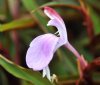 Roscoea purpurea Sp...