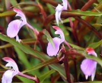 Lavender flowers and attractive reddish purple stems