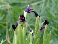 Deepest purple orchid like flowers