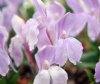 Show product details for Roscoea humeana Silverwells Pink