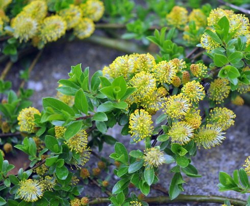 salixcashmeriana(2)_923_detail.jpg