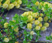 Rich green foliage and soft yellowish catkins.