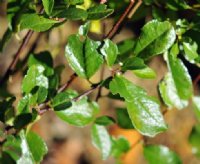 Rich green foliage.