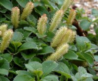 Yellow fluffy flowers and rounded mid green leaves.