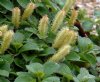 Show product details for Salix nakamurana yezoalpina